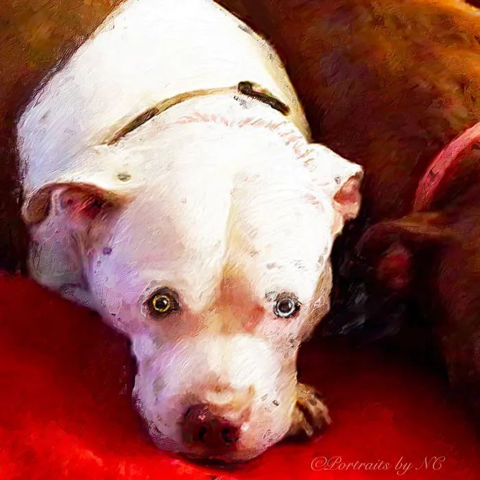 Earrings Group Dog Portrait Bulldog Portrait Best Buddies Portraits by NC