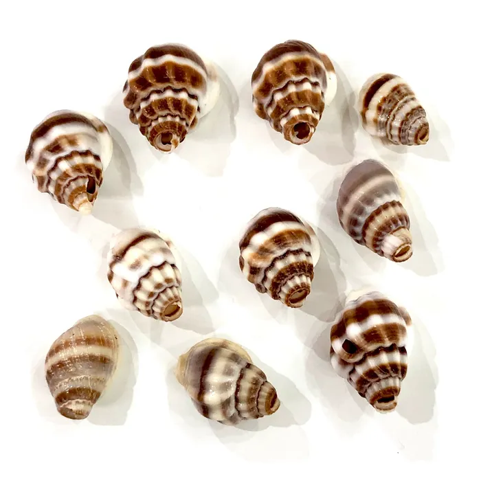 Natural Sea Shell Charms With Drilled Hole Natural Sea Shell Pendants With Drilled Hole Peppy Beads Necklaces Natural Sea Shell Charms With Drilled Hole Natural Sea Shell Pendants With Drilled Hole Peppy Beads Necklaces