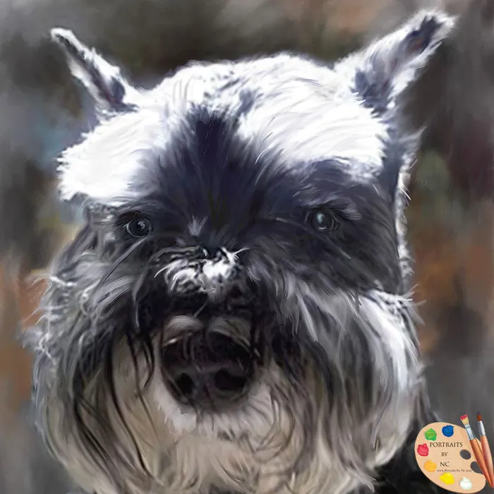 Portraits by NC Senior Schnauzer Dog Portrait Digital Dog Portrait Earrings